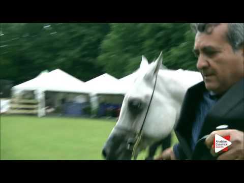 N.61 TH AMAL - Bruges 2016 - Stallions 4 + years old - National (Class 7)