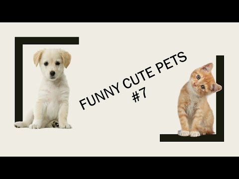 Funny Cute Pets-My Life By-Akila-Funny Cracks # 7