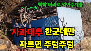사과 대추나무 전지 딱! 한곳만 자르면 왕대추 되고 주렁주렁!  #대추나무전지하는방법 #대추나무전지 #대추나…