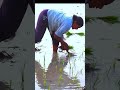 Palle Patalu Ll Villege Songs Ll Janapada Geyalu Ll