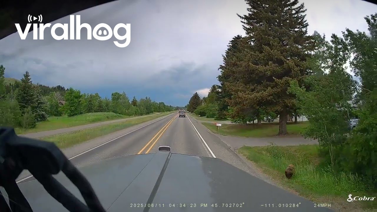 Run Yogi! || ViralHog