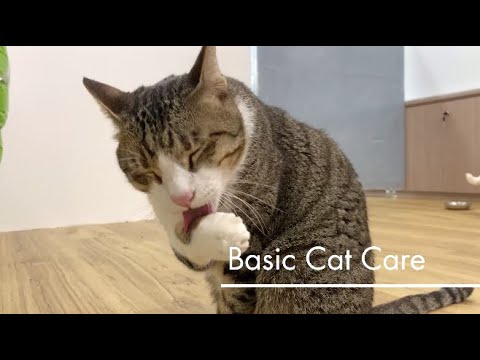 Basic Pet Care: Cats - YouTube