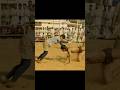 Dangal Movie Scene Edit Girl Power Fight For Victory With Aamir Khan Move Scene Edit Attitude