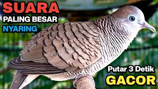 Download lagu Perkutut Lokal Gacor Suara Kung Besar Pancingan Burung Perkutut Agar Bunyi. mp3