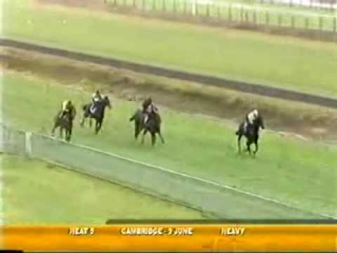 Black Minnaloushe (USA) - Gold Fields