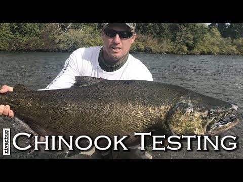 Putkiperhot - ViistoBugilla Campbell River Kuningaslohi ( Campbell River salmon, Vancouver Island )