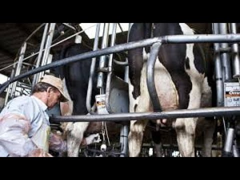 ACIDOSIS EN EL GANADO LECHERO