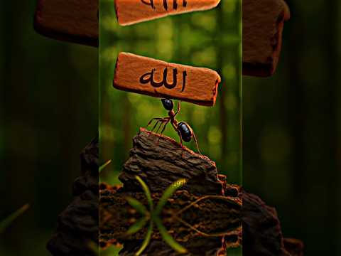 Wait for last🥺✨ #usa #edit #trending #ytshorts #shorts #shortvideo #viralvideo #unitedstates #foryou