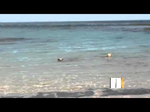 Video shows dog attacking shark in ocean