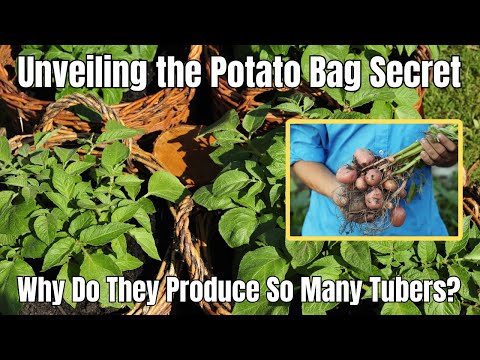 Why Potatoes grown in Bags of Soil have so many Tubers