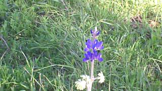 preview picture of video 'Poppies and other wild flowers in a  Jerusalem forest - Purim 2011'