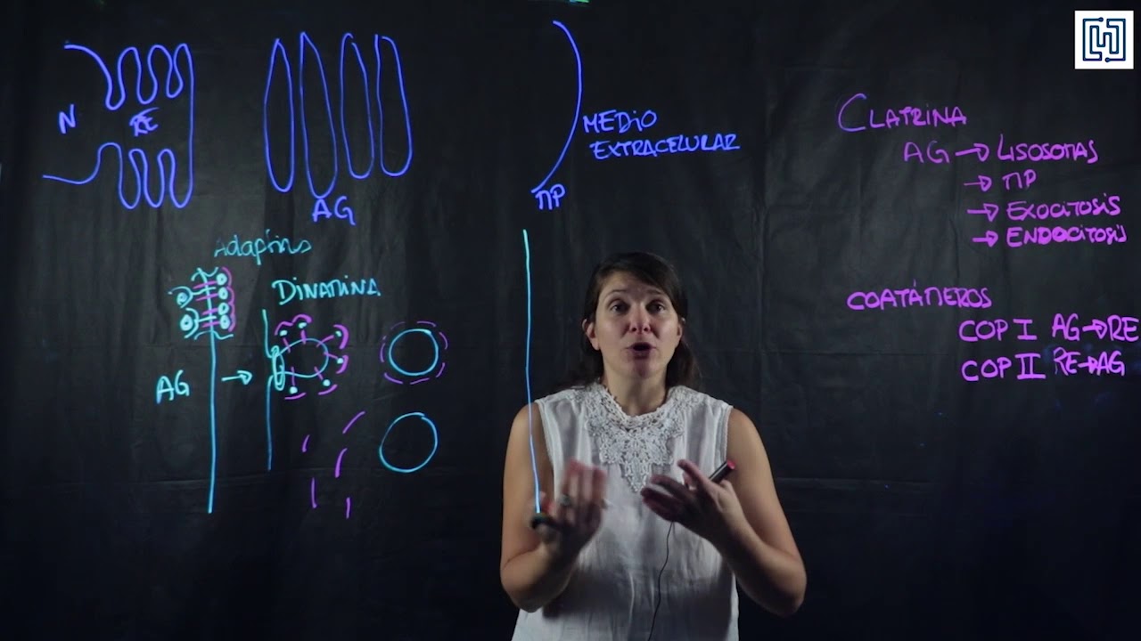 Transporte vesicular: formación y fusión de vesículas