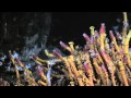 Underwater Observatory Unlocks Ocean Secrets