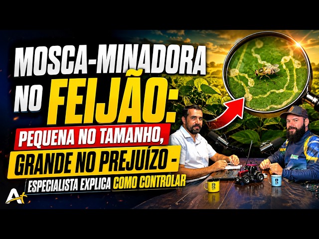 Mosca-Minadora no Feijão: Pequena no Tamanho, Grande no Prejuízo - Especialista Explica o Controle.