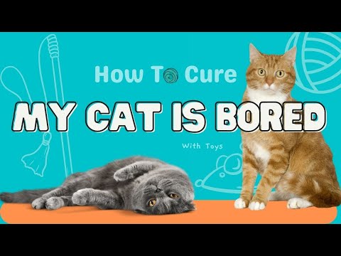 How To Bored Cat // My Cat is Bored // How to cure cat boredom 3 ways // Fix cat boredom withToys