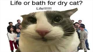 Cover art for life or bath for dry cat