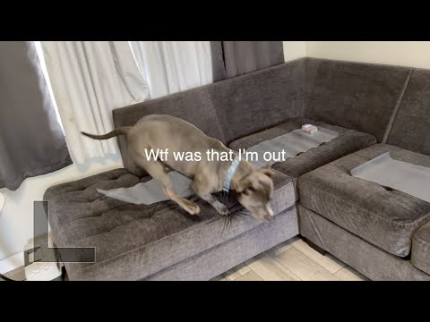 The most effective way to remove dog from couch |Scat Mat|