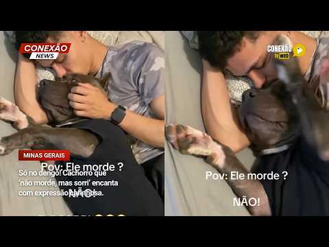 Vídeo: Só no dengo! Cachorro que ‘não morde, mas sorri’ encanta com expressão carinhosa.