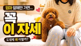 가족 중 유일하게...엄마만 보면 자동으로 켜지는 꼬니의 일편단심 연결 모드