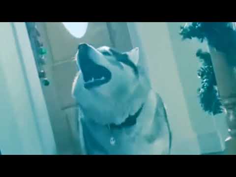 Awoooo (1 Hour Version)