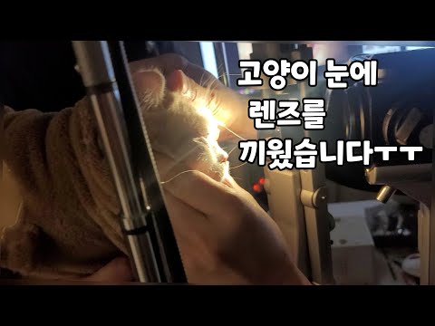 고양이 각막이 다쳐서 렌즈 끼우는 치료를 받았습니다