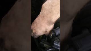 Removing air intake manifold 01 - 07 Ford Escape