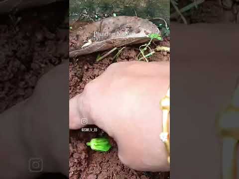 , title : 'Growing Nasturtium from seeds | Seed germination and planting'