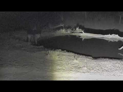 Djuma: Nervous Wildebeest getting drink gets chased by Hyena as Hosana watches - 23:50 - 09/17/18