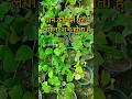 Why Is It Auspicious To Plant Betel Vines In The House Youtubeshortsvideo Shortsviral Shortsv