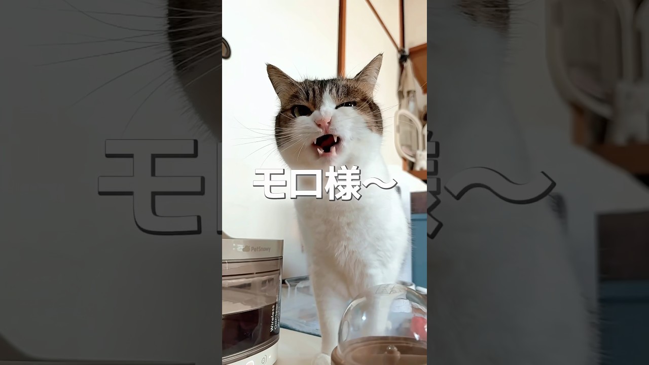 お前にサンは救えるか？🙀😂　#ねこ動画 #もののけ姫 #ねこ #猫のいる暮らし #猫好きさんと繋がりたい #ねこ部 #shorts
