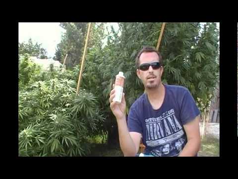 marijuana caterpillar killer how to