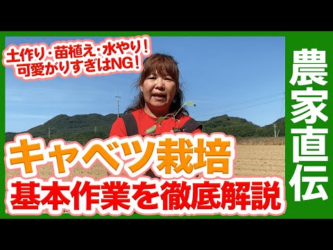 キャベツをいつ植えるか、どの品種を植えるか、どの時期に植えるか