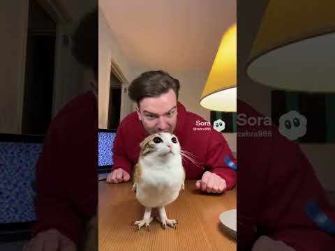 мявл сломал пк(