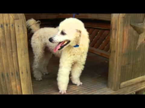 Tommy Beaumont, an adopted Poodle in Houston, TX_image-1