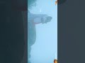 Thattan Thattan Song Whatsapp Status Thattan Thattan Whatsapp Status Thattan Thattan Song