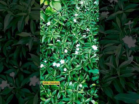 Mini chandani | | table chandani | | #flowerplantChandanicaretips  #ytshort #chandani