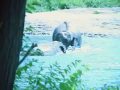 Elephant Clip 01