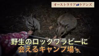 夜もロックワラビーに会えた! オーストラリア|ケアンズ|キャラバンライフ|国際結婚|海外で子育て