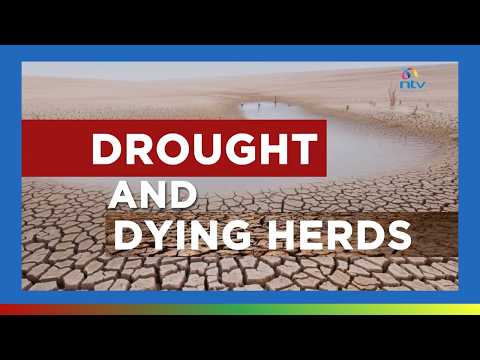 Thousands of livestock die, leaving residents in food insecurity emergency | Drought & Dying Herds