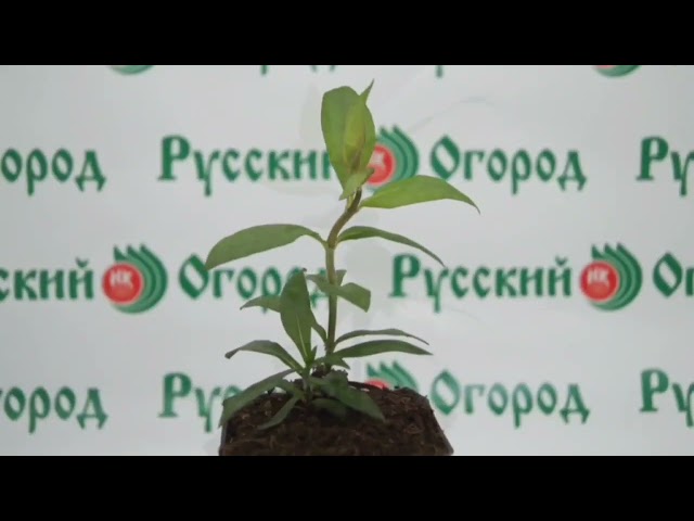 Стандарт поставки видео №1 Флокс метельчатый Незабудка