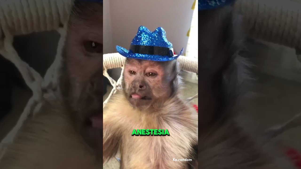 George, el mono viral de redes sociales 🐒