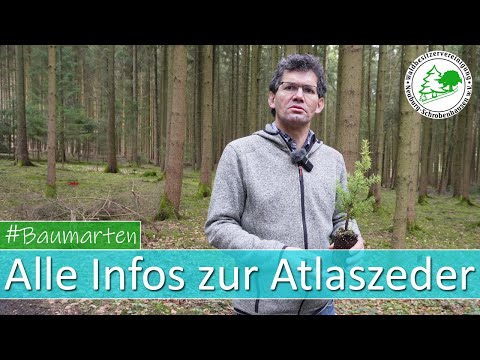 Alle Infos zur Baumart Atlaszeder - ein Hoffnungsträger im Klimawandel