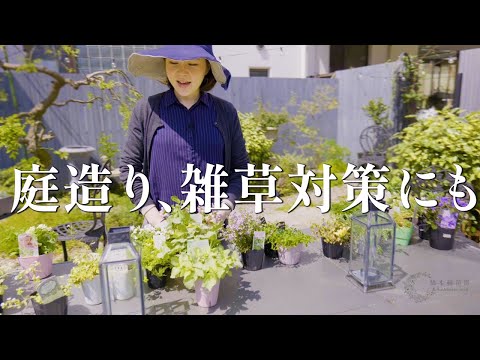 太陽に適した常緑のグランドカバー植物はどれですか?庭にカラフルなカーペットを作るのに最適な5つの樹種！  庭園