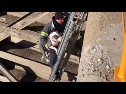AMAZING RESCUE! Amsterdam Firefighter rescue a stranded dog