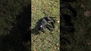 Video preview image #1 Mutt Puppy For Sale in Philadelphia, PA, USA