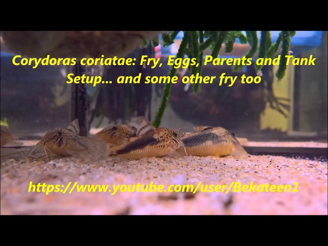 Corydoras coriatae: fry, eggs, parents & tank setup