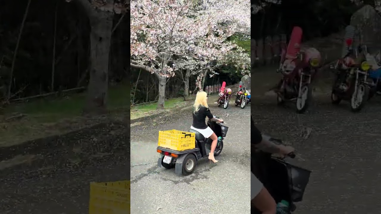 ギャル#桜#花見#旧車会#旧車會 #automobile #レブル女子 #カスタム #bikelife #ツーリング #コール #ヤンキー #バイク女子 #バズれ #コール大会 #警察 #ゼファー