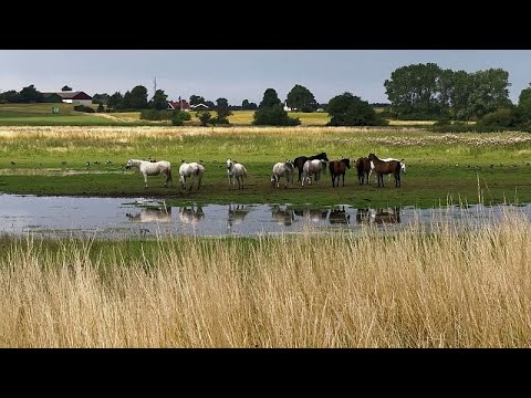 Renaturierung von Feuchtgebieten bremst Erderwärmung und Artenschwund