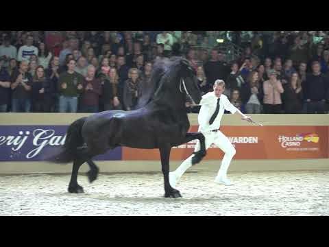 Compilatie kampioenschap Jongere hengsten