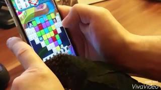 My Pyrrhura Perlata 11